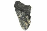 4" Partial, Fossil Megalodon Tooth - South Carolina - #172216-1